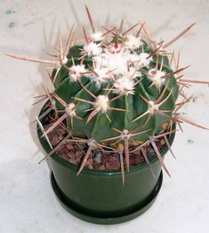 homalocephala_texensis